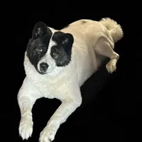 Customer-uploaded image. Click to see more details. The image represents: A black and white dog with pointed ears lying down against a black background